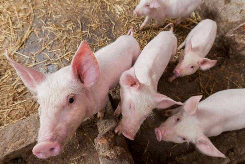 安徽省某市x经销商见证实录