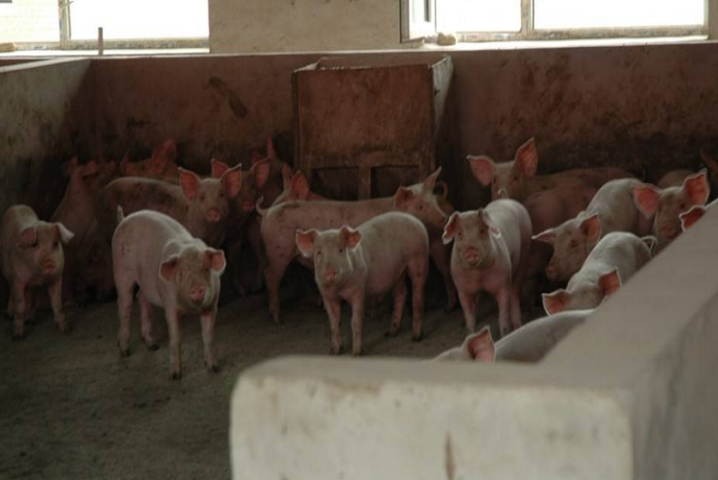 山东某市x经销商见证实录