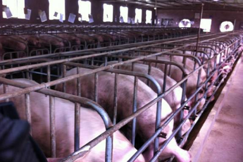 山东某市x养猪养殖场见证实录