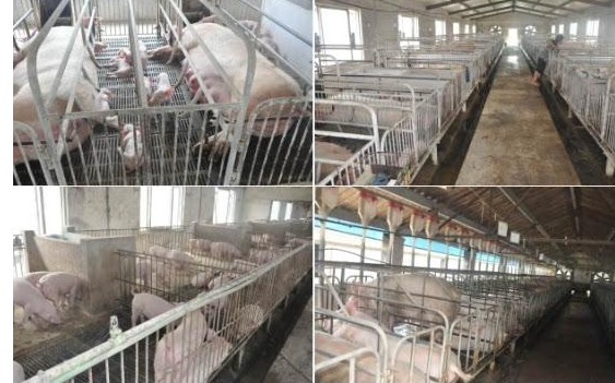 山东省某市x猪场见证实录