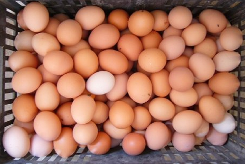 江苏省徐州市某x养殖场见证实录