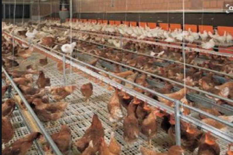 江苏省某市x养殖场见证实录 江苏省某市x养殖场见证实录