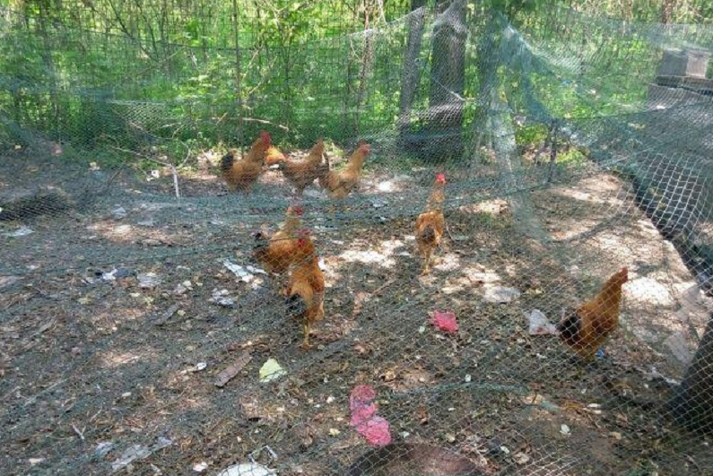 山东某蛋鸡养殖场见证实录