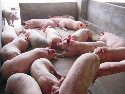 畅想猪市一一心态很重要