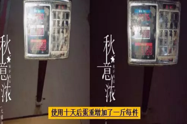 甘肃省某x市蛋鸡场见证实录