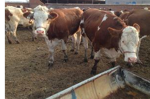 河北省某x养殖牛场见证实录