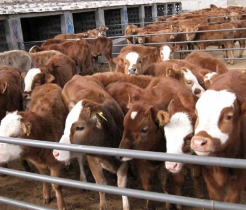 辽宁抚顺某x肉牛养殖场见证实录