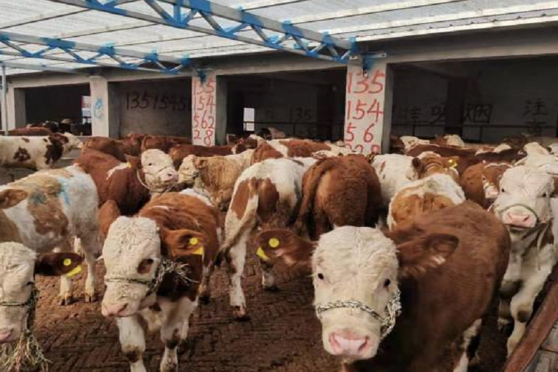辽宁抚顺某x肉牛养殖场见证实录