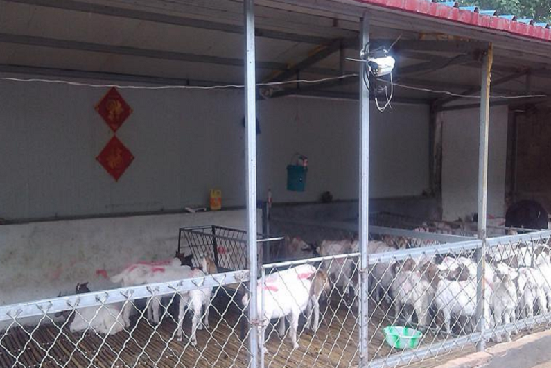 安徽皖北某肉牛养殖场见证实录