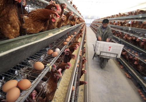 河南洛阳某蛋鸡经销商见证实录