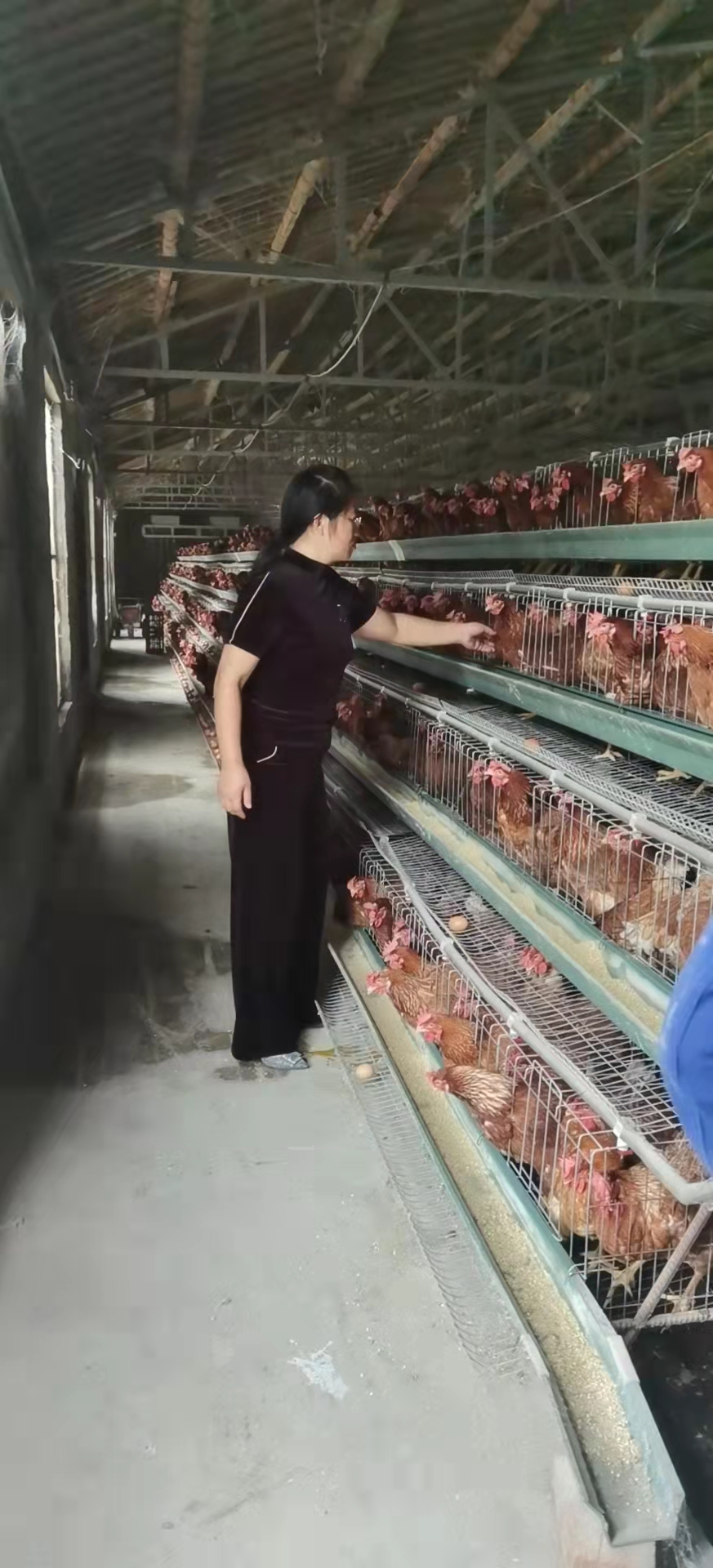 江苏昆山某蛋鸡养殖场客户见证实录