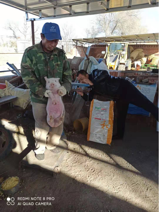 安徽淮北某养猪场客户见证实录