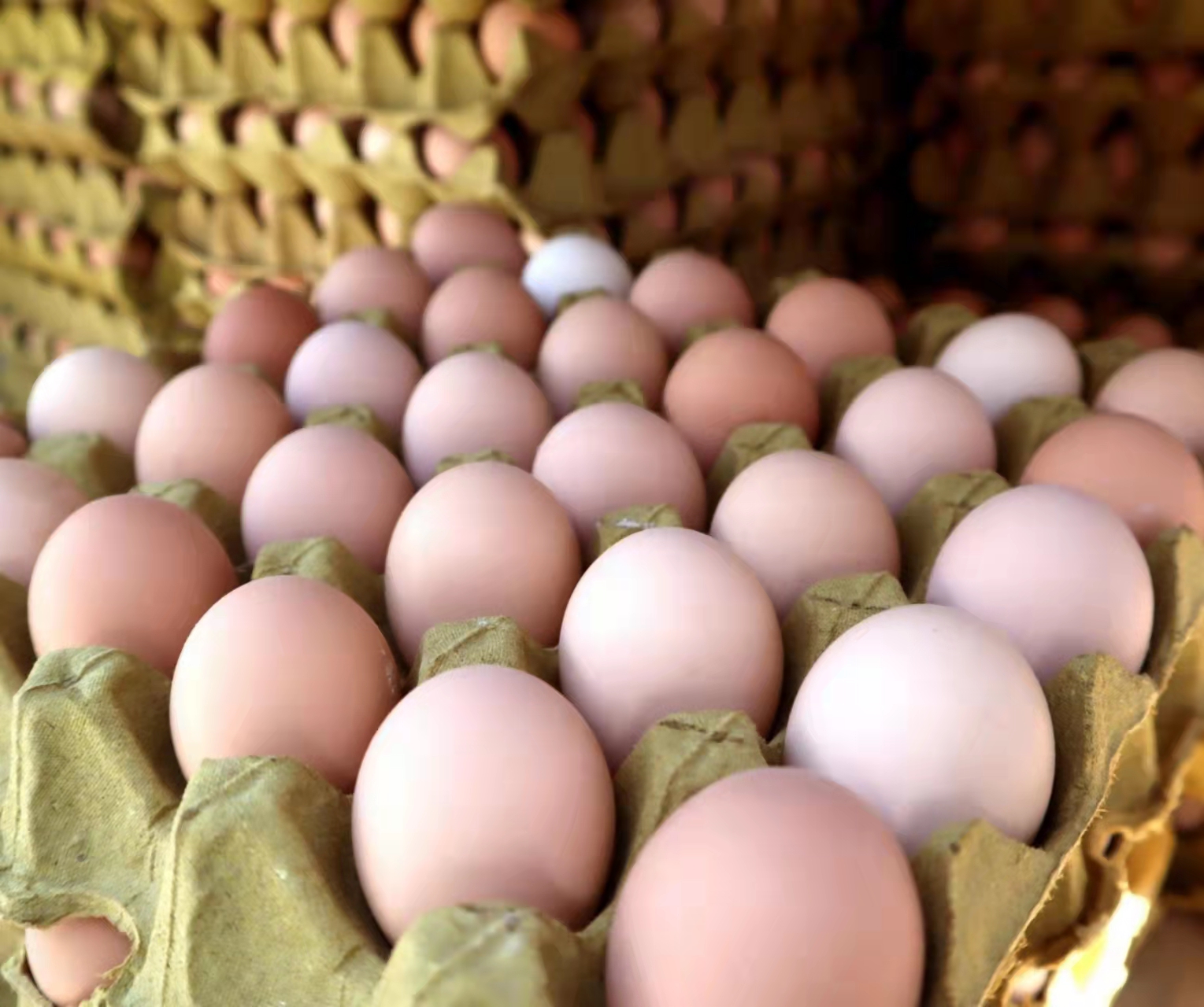 短期供应增量有限，11月份蛋价有高位回落风险？